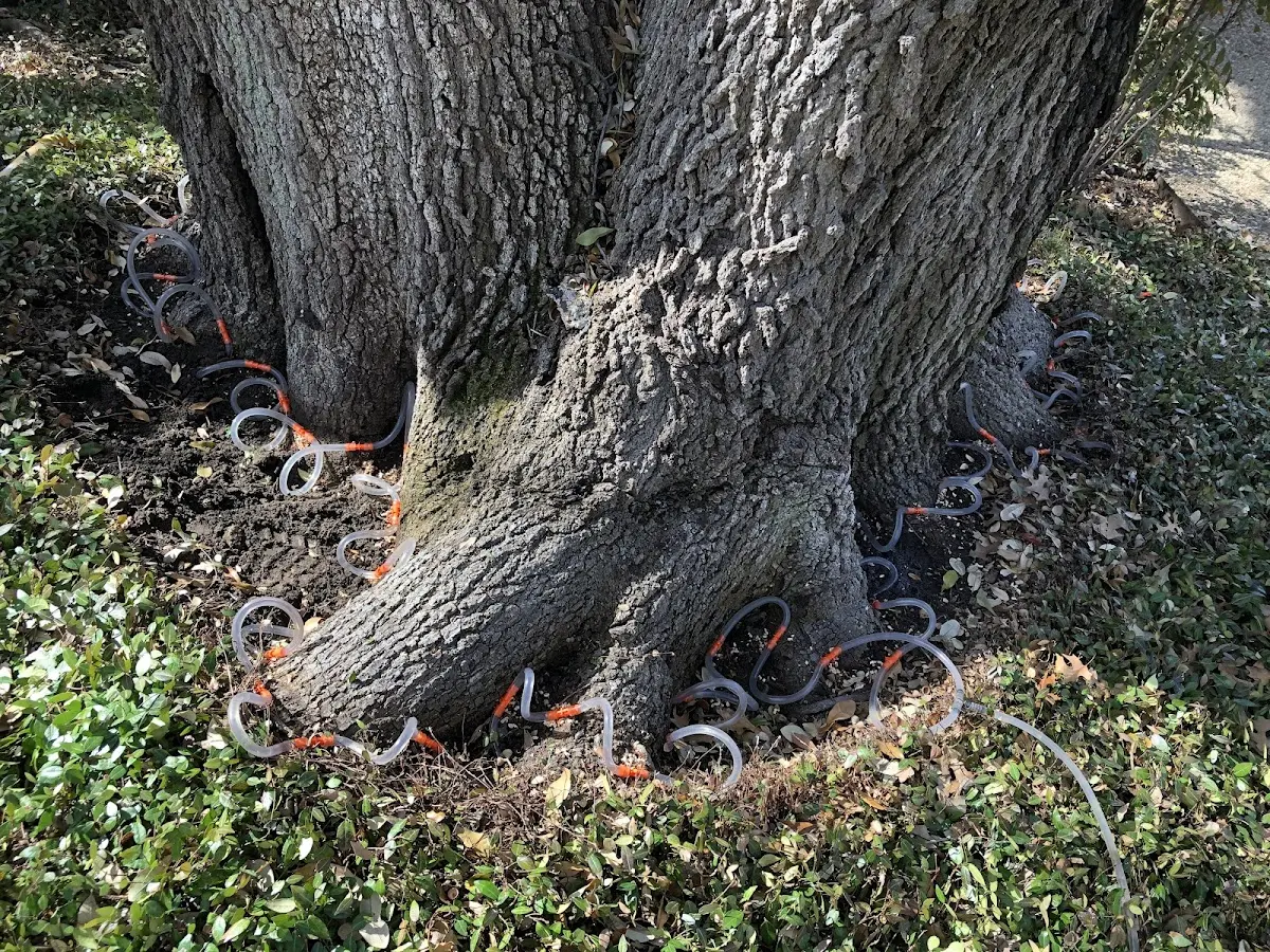 Detailed Tree Cabling and Bracing job site in Quinnesec