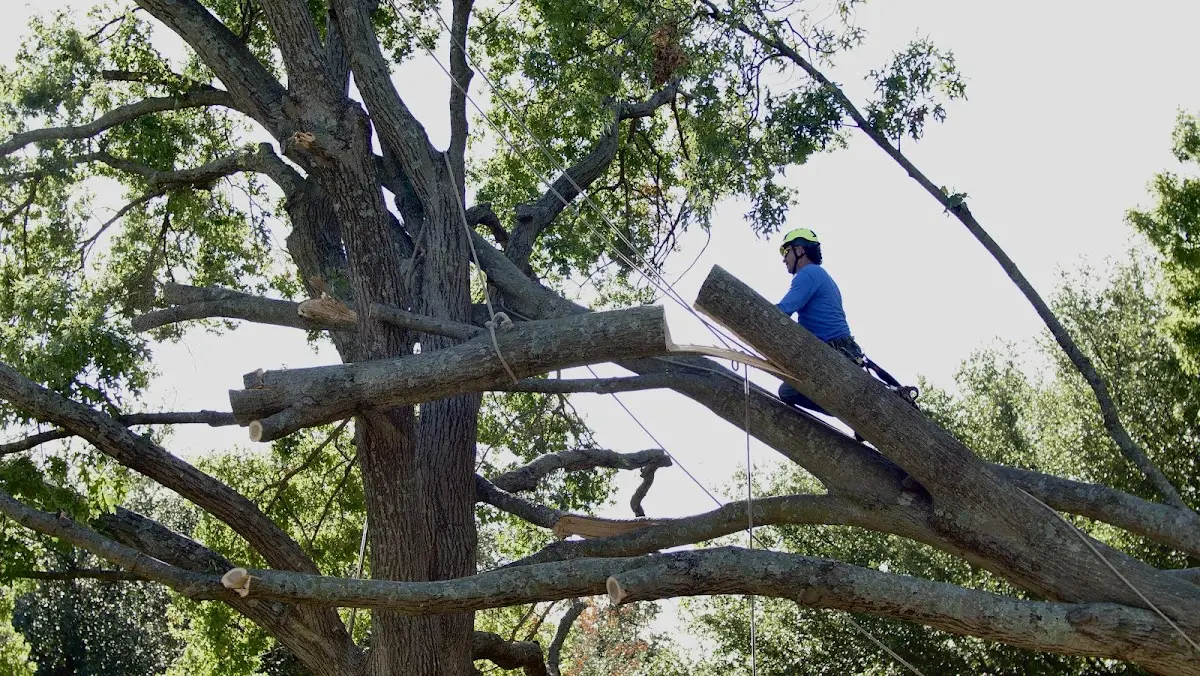 Professional Crown Thinning performed by certified arborists in Quinnesec